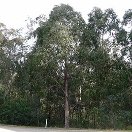Eucalyptus globuleux, Gomeiro azul